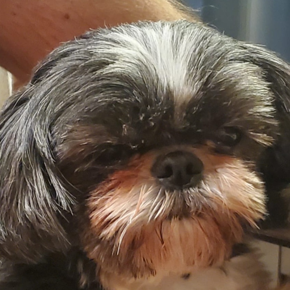 Meet your Posher, Teddy